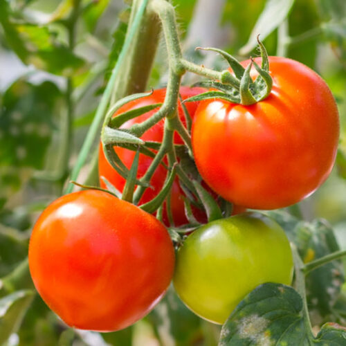 Protect Tomatoes by Using Nylon Maggot Barriers
